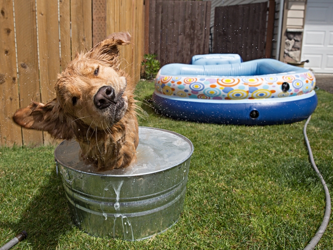 Dog Bath