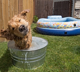 Dog Bath